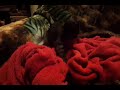 Click here to watch this video Happy Cat