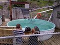 Seals in Outer Cove Newfoundland and Labrador