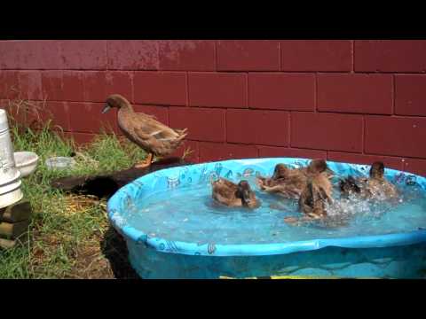 how to care for khaki campbell ducklings
