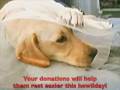 Happy Howlidays from Dugan Foundation