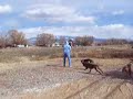 PIT BULL PACK on flirt pole