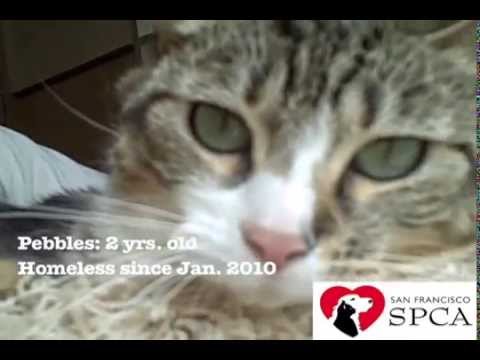 sfspca - A few of the cats currently awaiting adoption at the San Francisco SPCA. As spring and summer creeps into the Bay Area, shelters receive an influx of kittens...