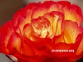 Mon amie la rose   Natacha Atlas