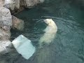Polar Bear at the Rio Grande Zoo