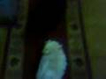 videos de pomeranian black and white