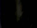 Chauve souris