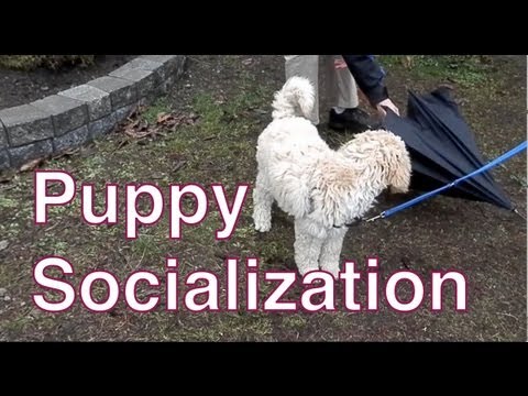how to properly socialize a puppy