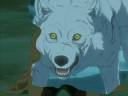 wolf\