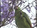 Amazon parrots consuming flowers in Los Angeles