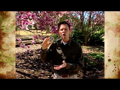 how to fertilize magnolia tree