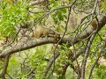 Video_Squirrel.AVI