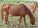 chevaux chevaux