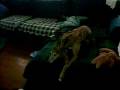 videos de MOV00720.AVI