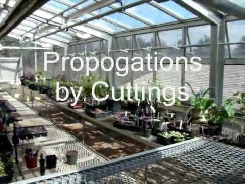 how to plant ivy cuttings