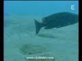 Ciclideos Lago Malawi