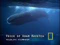 Join Wild Chronicles on a journey to the Arctic where wildlife filmmaker meets bowhead whale — one of nature's most long-lived mammals. Not much is known about this mysterious giant, but with a little help from National Geographic's Crittercam® the filmmaker gets a breathtaking glimpse into the whale's secret world. The revealing footage has helped researchers discover how these whales can survive centuries in their freezing habitat.