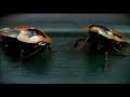 ZooYork Roaches
