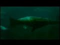 Godfrey Reggio, Philip Glass - Anima Mundi excerpt