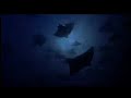 Godfrey Reggio, Philip Glass - Anima Mundi excerpt