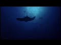 Godfrey Reggio, Philip Glass - Anima Mundi excerpt