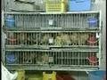 Hong Kong Bans Poultry Sales to Combat Bird Flu