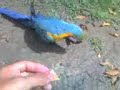 papagayos & guacamayo-2 papagayos & guacamayo-2