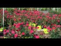 Click here to watch this video Roses 4 Sale.County of Bucks PA PLANT SALE 215-249-1236 : orserlandscaping.com