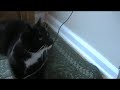 Cat attacks cell phone charger