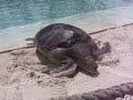 Tortoise