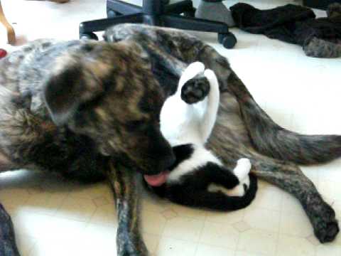 Snuggles 