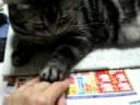 ももにゃんこ☆お手つきごっこ?