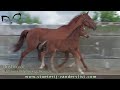 Dustinovic (Ustinov x Polydox x Le Mexico) Dustinovic (Ustinov x Polydox x Le Mexico)