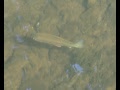 TROUT MOVIE