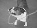 Mad dogs and englishmen