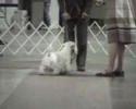 Sealyham terrier - Ch Efbe\ Sealyham terrier - Ch Efbe\