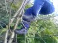 tree jumpers tree jumpers