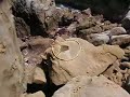 運玉　鵜戸神社