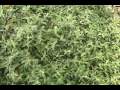 How to propagate some of the popular California Native plants in the garden with Bill Merrill. www.greengardenservice.net