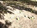 Osage Orange Osage Orange