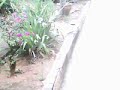 O Calango Come Flor.AVI