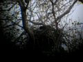 Bald Eagle(Liberty) flies into the nest with a fish in her talons at Turtle Bay nest in Redding, CA.