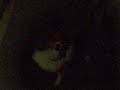 オスカル散歩-地元編-①
