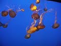 Monterey Bay Aquarium - Jellyfish