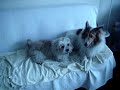 Taro and Roofie [1]