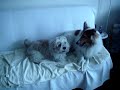 Taro and Roofie [1]