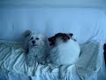 Taro and Roofie [1]