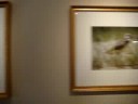 National Geographic photo exhibit at the La Quinta Museum