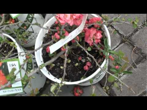 how to fertilize flowering quince