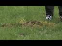 How to Grow Grass : How to Grow Grass on Dog Urine Spots How to Grow Grass : How to Grow Grass on Dog Urine Spots