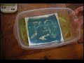 Cyanotype developing Cyanotype developing